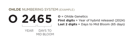 Ohlde Sorghum Numbering System